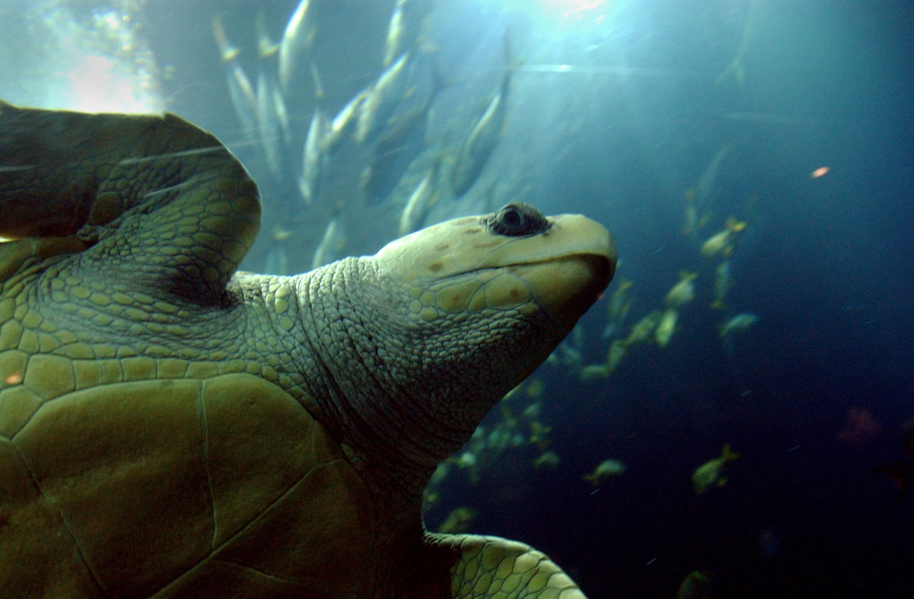 aquarium turtle (copy)
